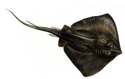common-sting-ray